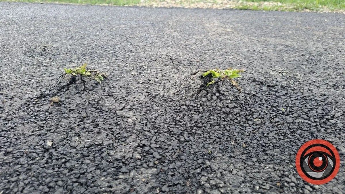 На міському кладовищі влада хоче класти асфальт. Чи знову переможуть кульбаби? 1