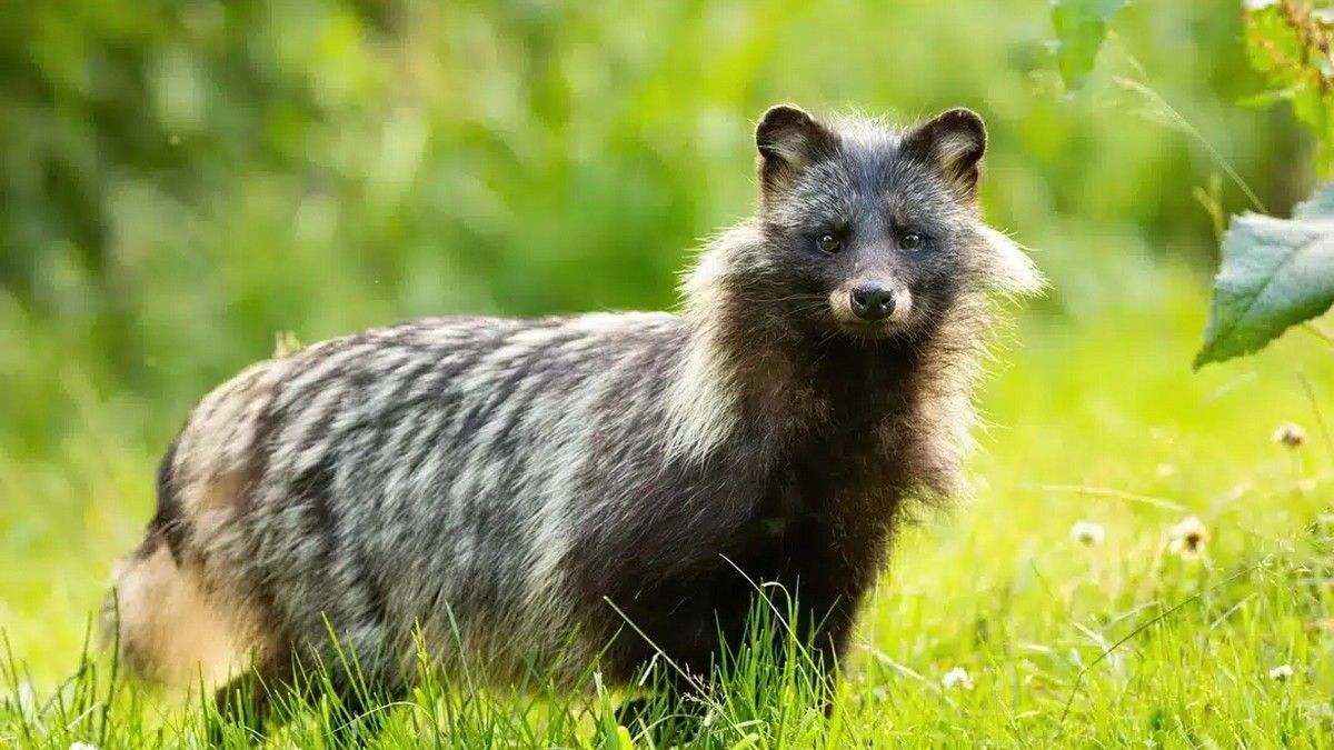 Єнотоподібні собаки, вовки, шакали та лисиці: появу нових видів хижаків спостерігають на Прикарпатті