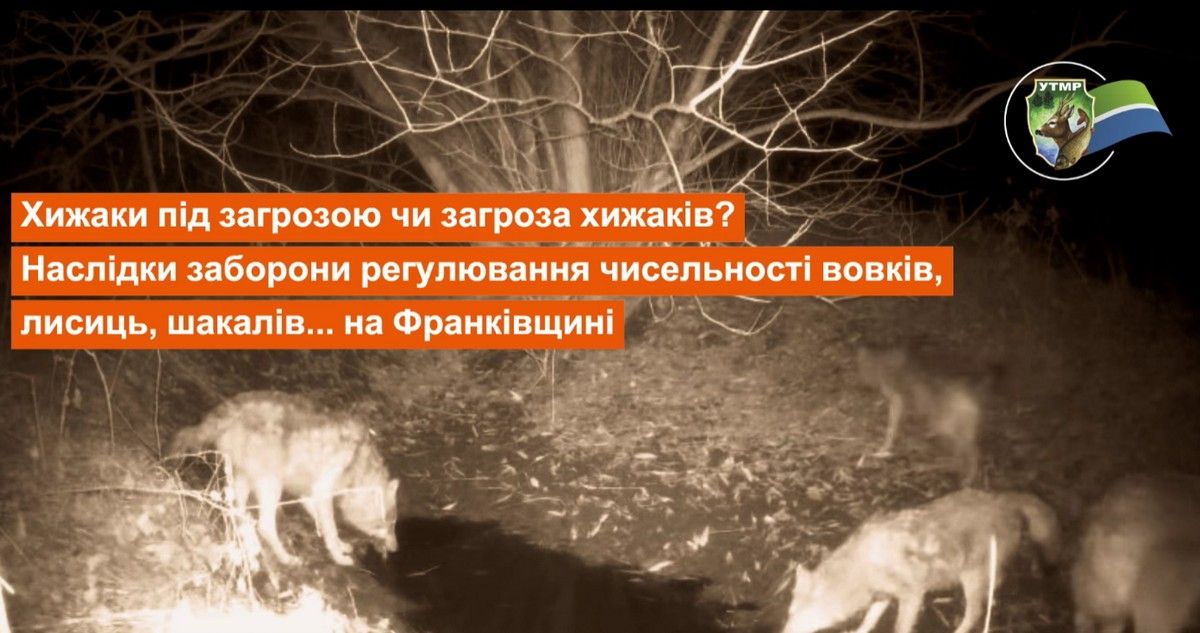 зграя вовків, зафіксована фотопасткою в Галицькому районі Івано-Франківської області 11.12.2024 року зграя вовків, зафіксована фотопасткою в Галицькому районі Івано-Франківської області 11.12.2024 року