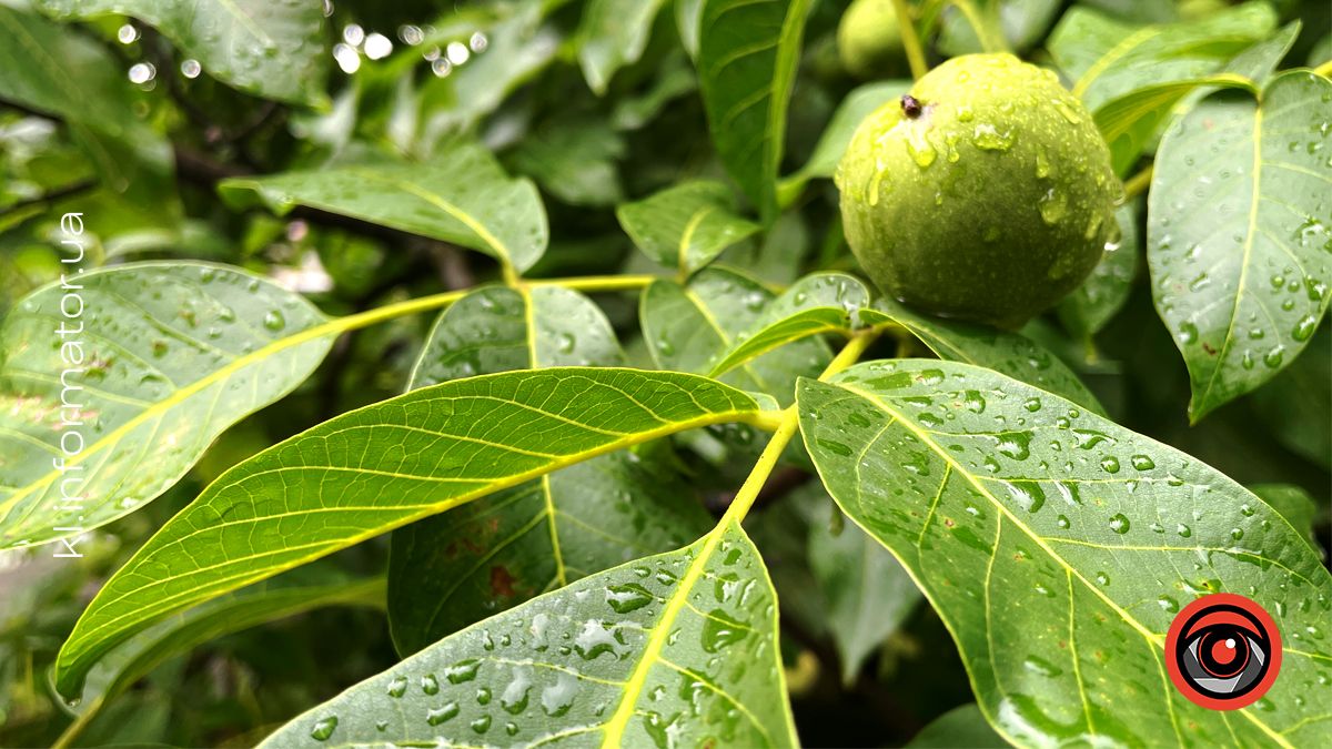 Погода у Коломиї 3 серпня: можлива гроза