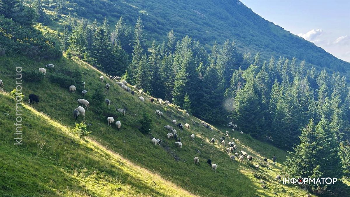 Там, де літо пахне травами: світлини Карпат, які дихають спокоєм 3