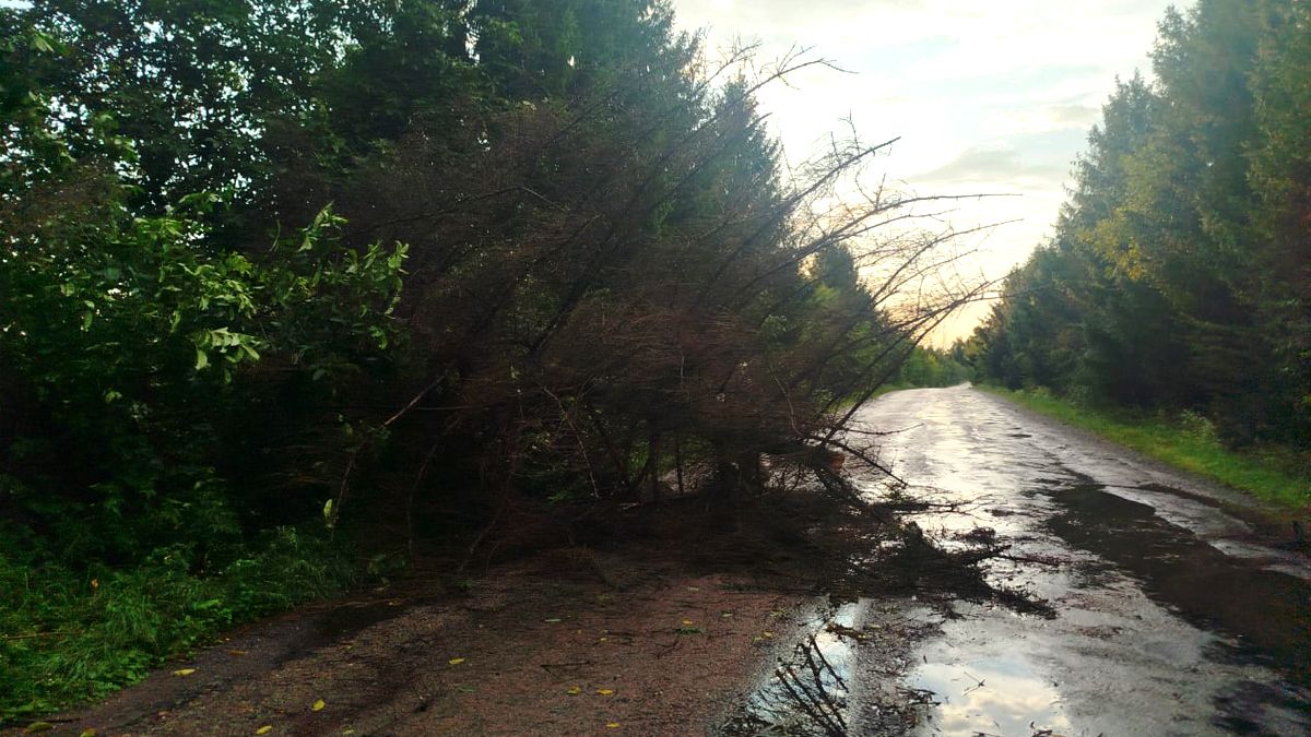 У Городенківській громаді дерево впало на проїжджу частину 1