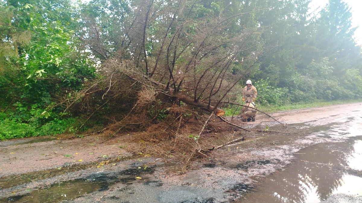 У Городенківській громаді дерево впало на проїжджу частину 2