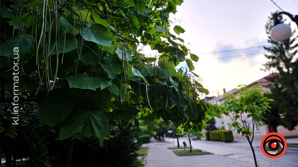 Яку роботу пропонують у Коломиї 4 серпня