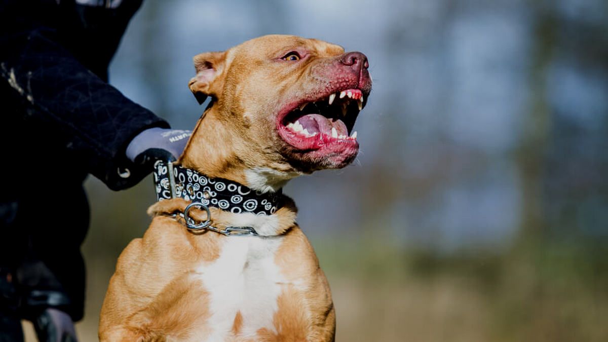 Пітбуль роздер кота, власника собаки судили у Коломиї