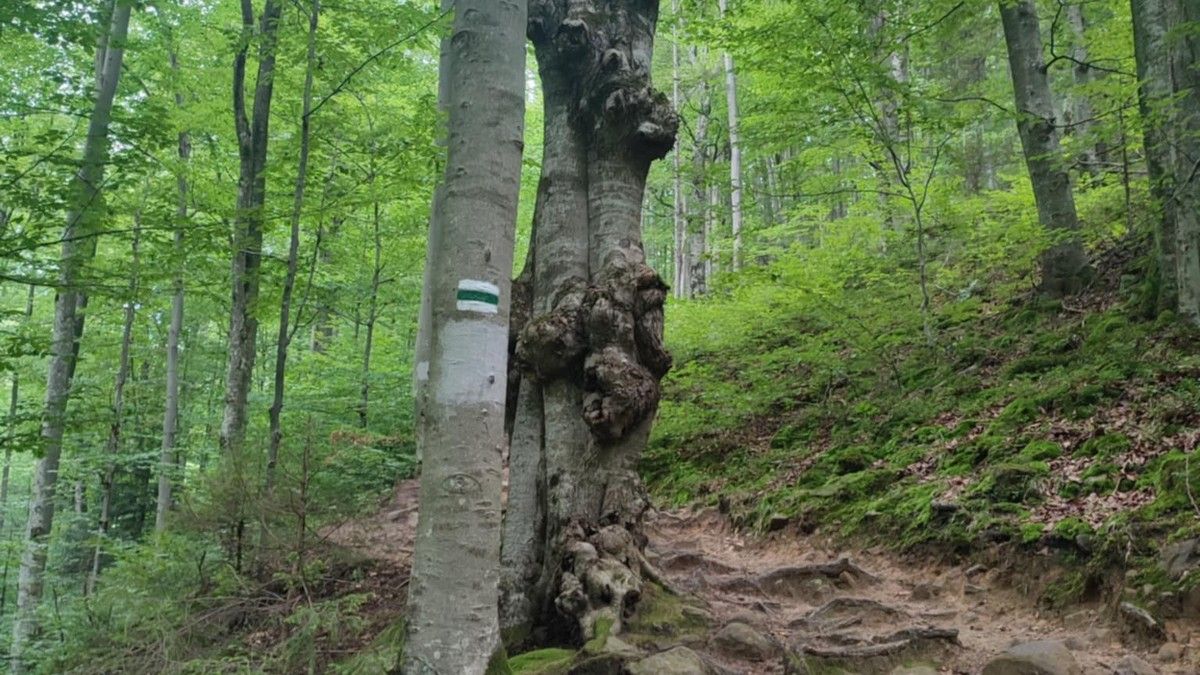 Біля Шешорів провели благоустрій на популярних туристичних маршрутах 5
