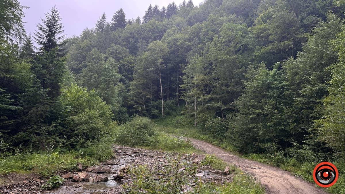 Літні Карпати під дощем: фоторепортаж 4