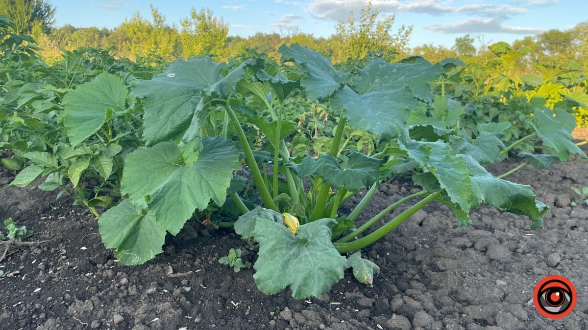 Секрети вдалого урожаю: календар городника на 11 - 17 серпня