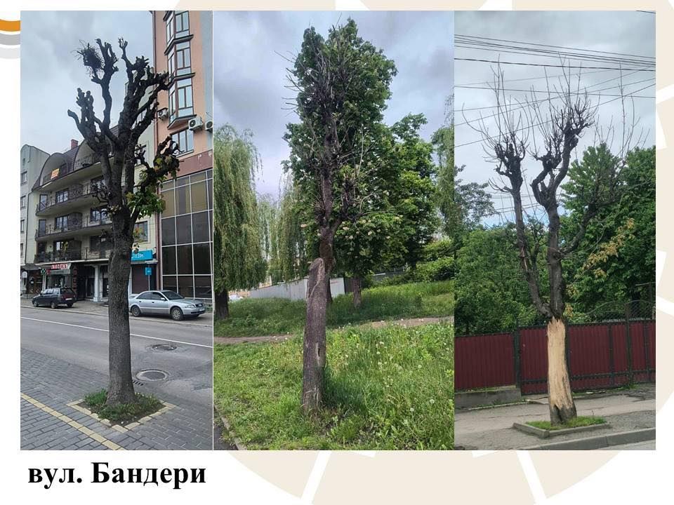 Комунальники назвали причину масової зрізки дерев у Коломийській громаді 12