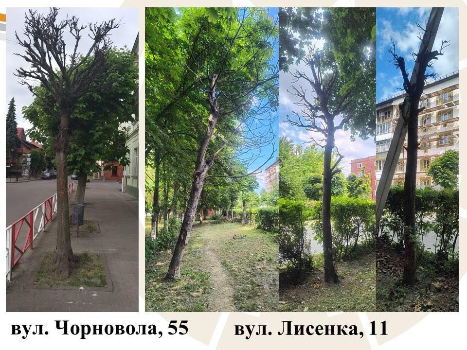 Комунальники назвали причину масової зрізки дерев у Коломийській громаді 3