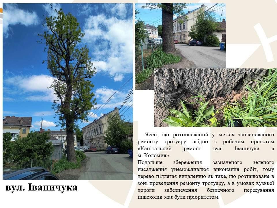 Комунальники назвали причину масової зрізки дерев у Коломийській громаді 2