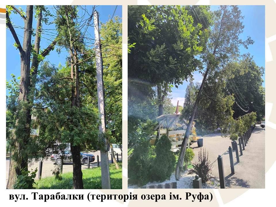 Комунальники назвали причину масової зрізки дерев у Коломийській громаді 10