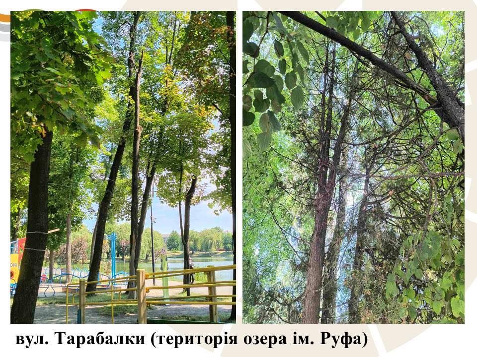 Комунальники назвали причину масової зрізки дерев у Коломийській громаді 9