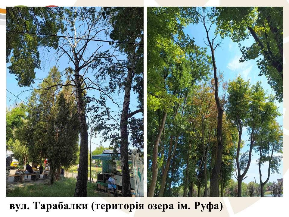 Комунальники назвали причину масової зрізки дерев у Коломийській громаді 8