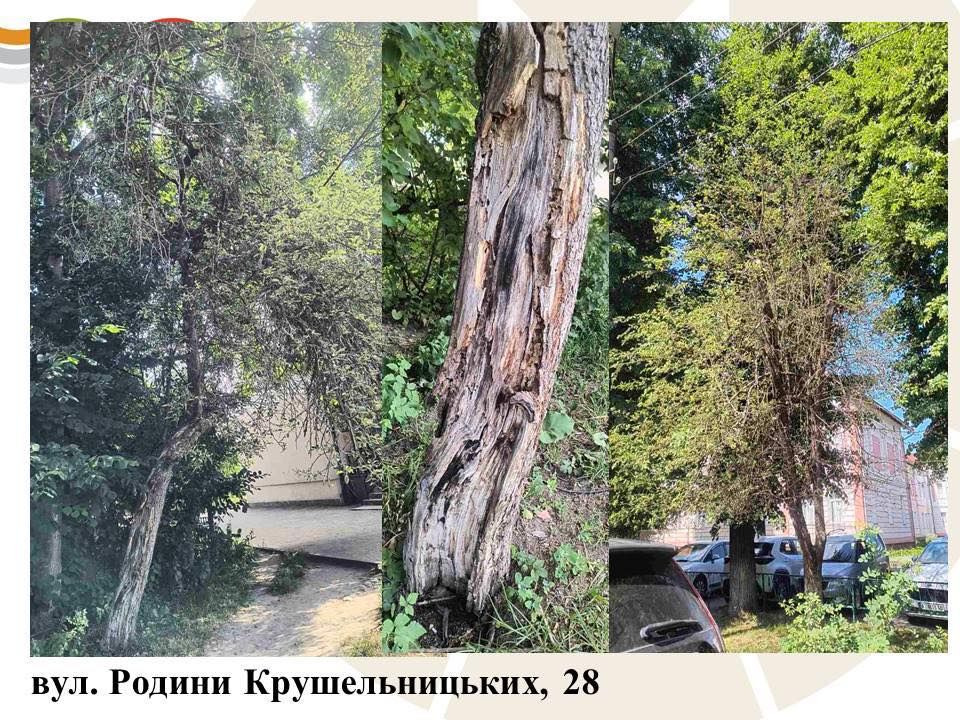 Комунальники назвали причину масової зрізки дерев у Коломийській громаді 11