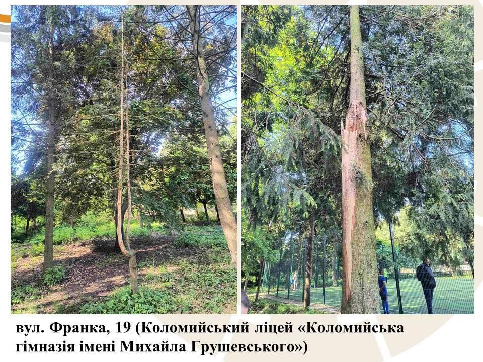 Комунальники назвали причину масової зрізки дерев у Коломийській громаді 7