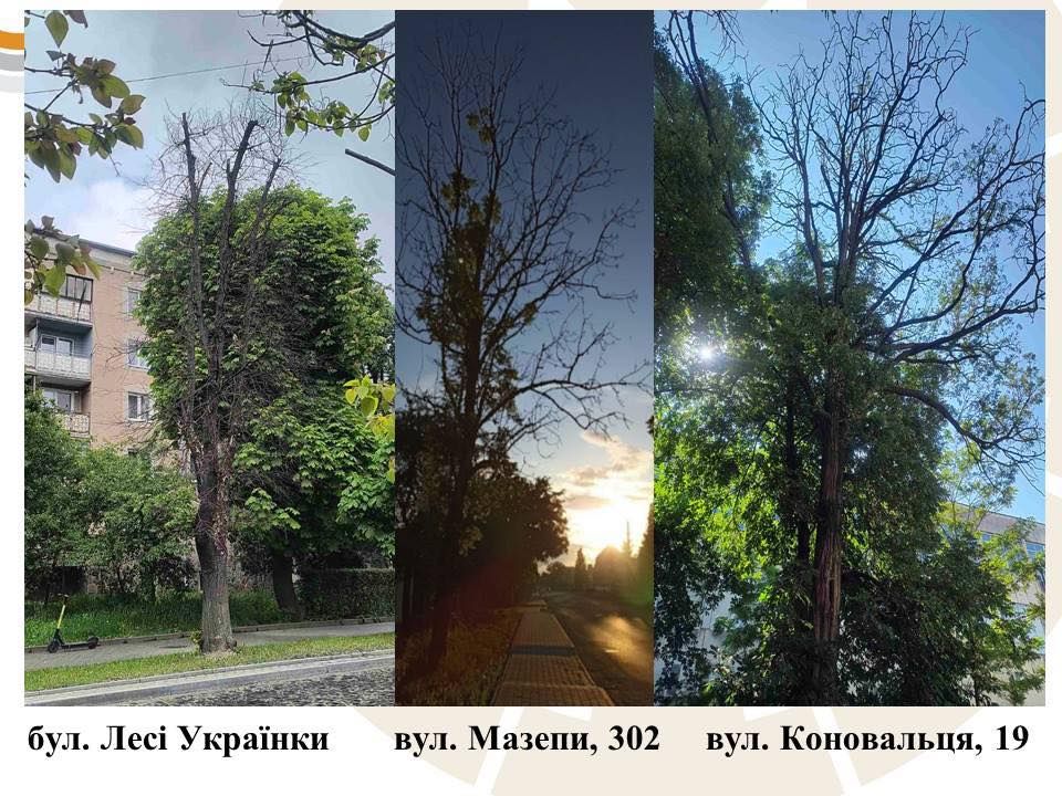 Комунальники назвали причину масової зрізки дерев у Коломийській громаді 6