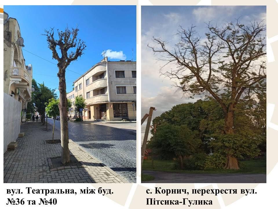 Комунальники назвали причину масової зрізки дерев у Коломийській громаді 5
