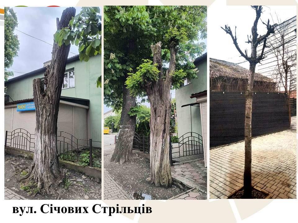 Комунальники назвали причину масової зрізки дерев у Коломийській громаді 4