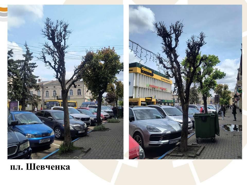 Комунальники назвали причину масової зрізки дерев у Коломийській громаді 1