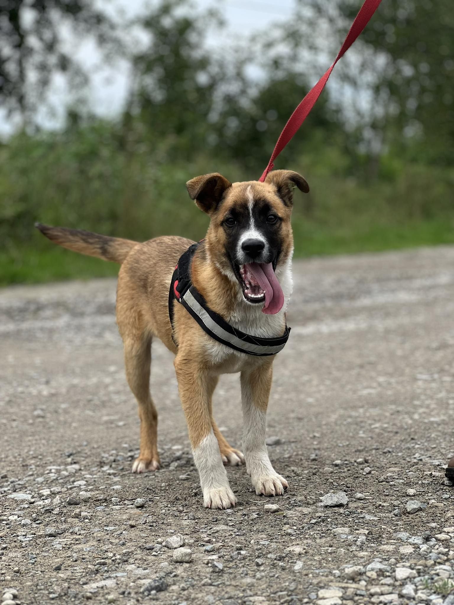 Коломийські чотирилапі шукають нову домівку 1