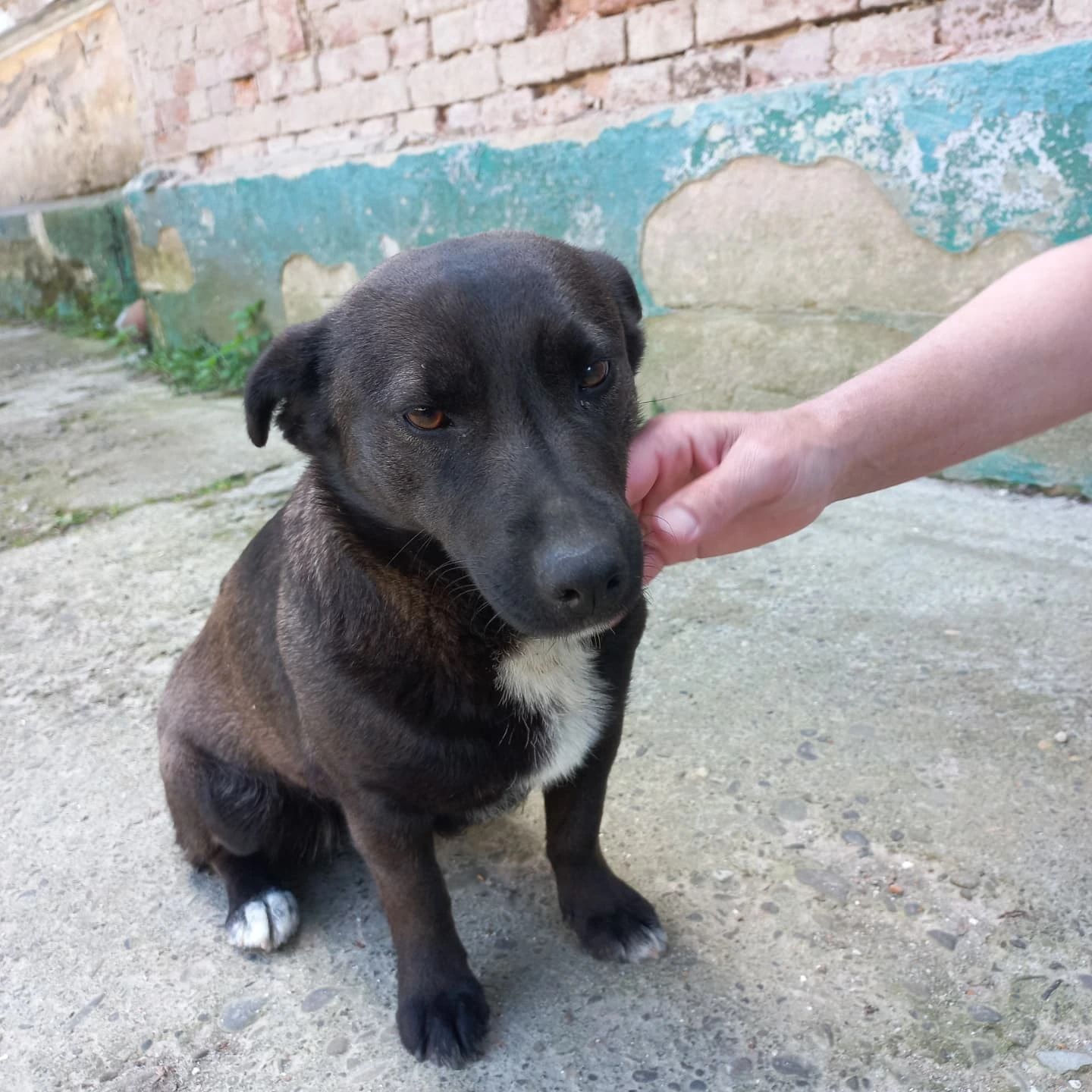 Коломийські чотирилапі шукають нову домівку 2