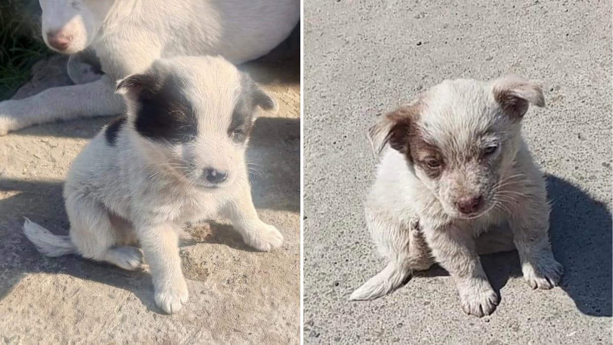 Коломийські чотирилапі шукають нову домівку 3