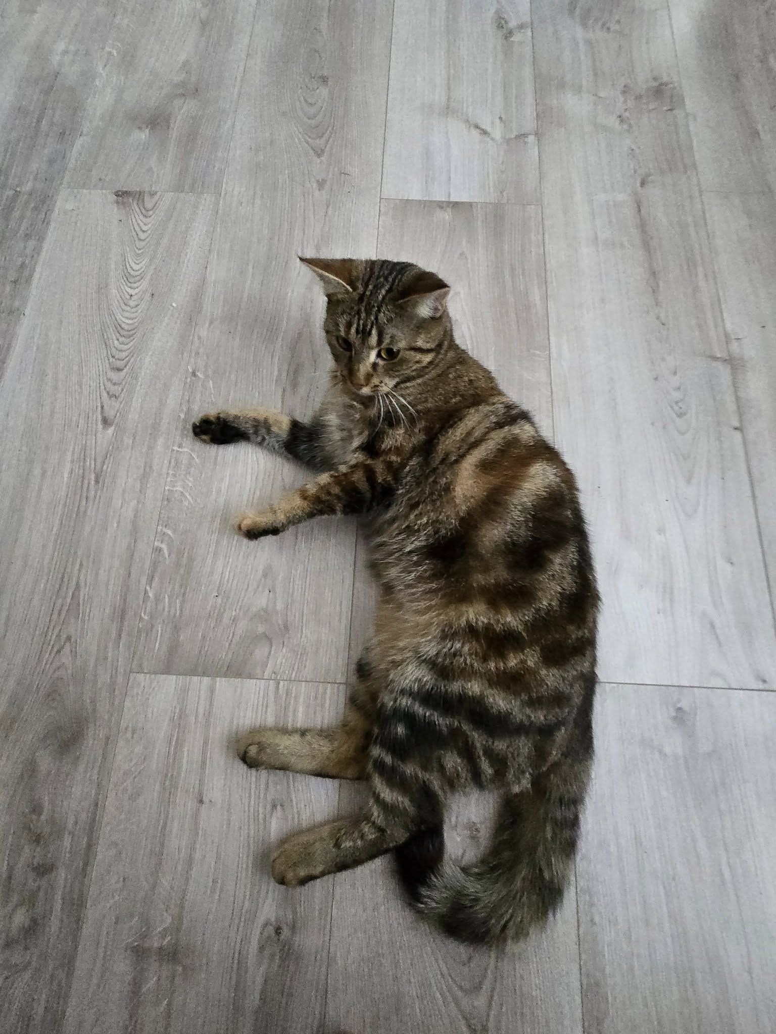 Коломийські чотирилапі шукають нову домівку 4