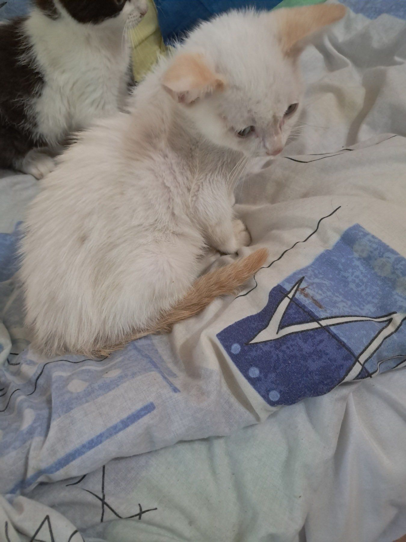 Коломийські чотирилапі шукають нову домівку 5