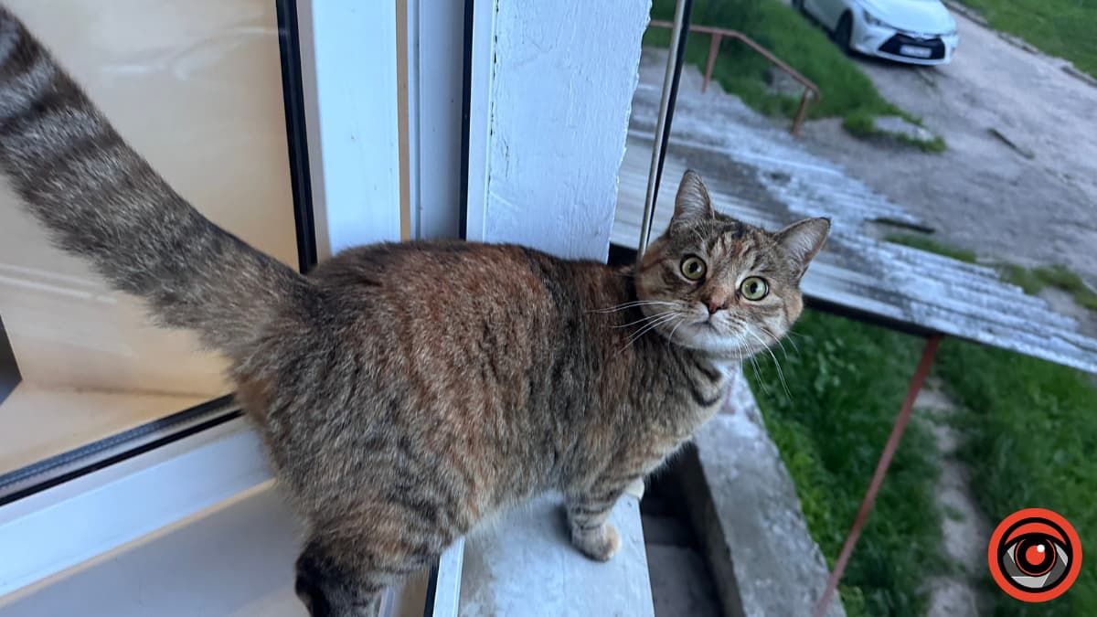 Коломийські чотирилапі шукають нову домівку