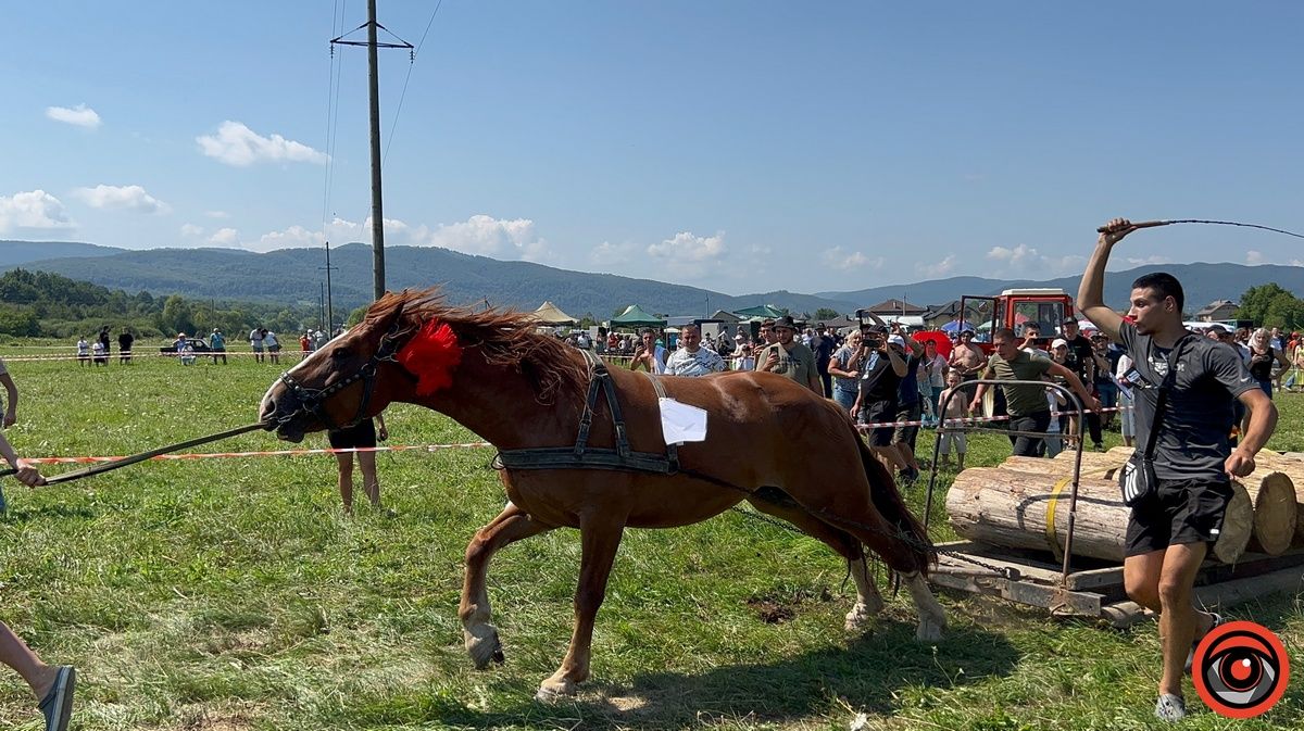 Це варто побачити: "Оґир-Фест» на Косівщині представив неймовірних коней і збирає кошти воїнам