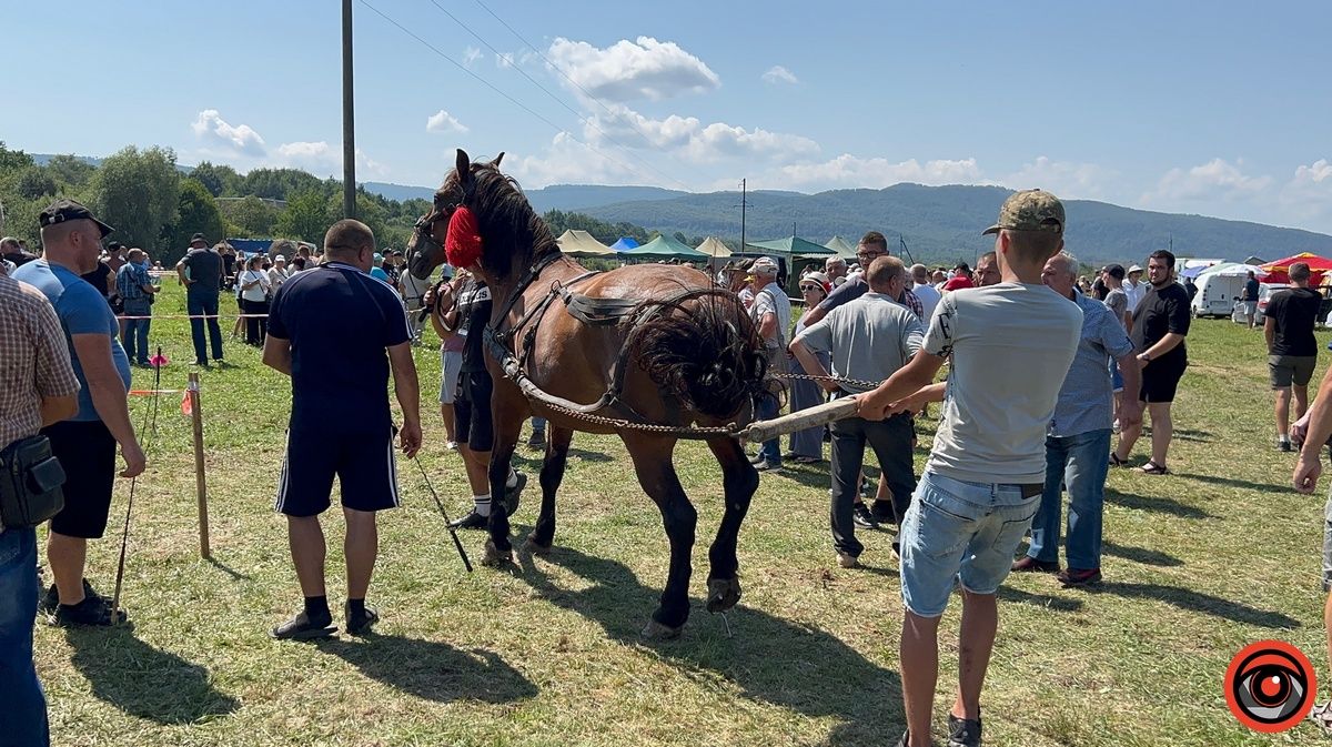 Це варта побачити: "Оґир-Фест» на Косівщині представив неймовірних коней і збирає кошти воїнам 2