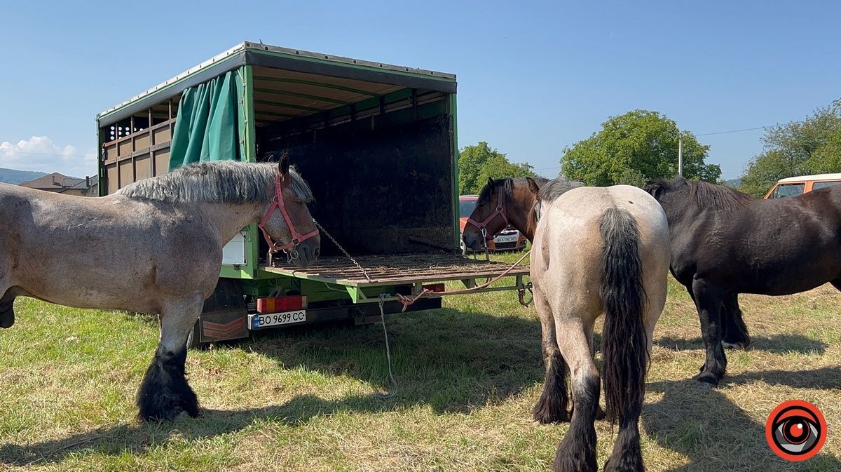 Це варта побачити: "Оґир-Фест» на Косівщині представив неймовірних коней і збирає кошти воїнам 3