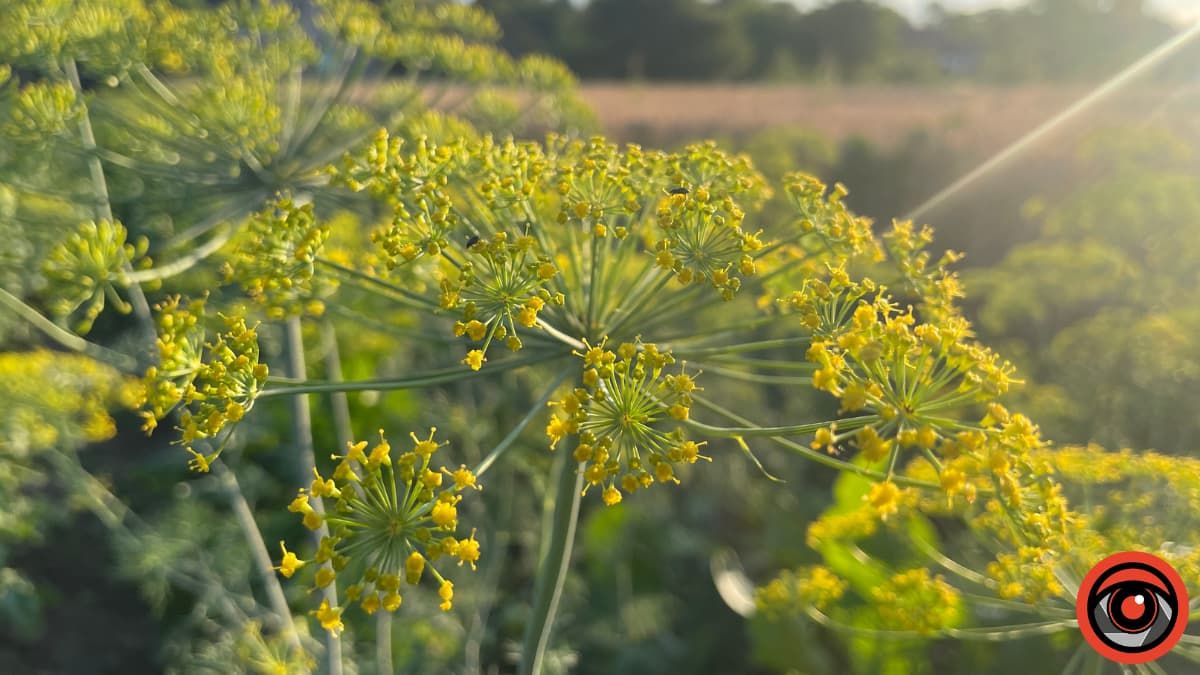 Підготовка до осіннього сезону: календар городника на 18 - 24 серпня