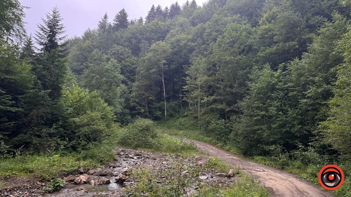 На Коломийщині прокуратура вимагає від лісгоспу відшкодувати понад 170 тис. грн за незаконну вирубку дерев