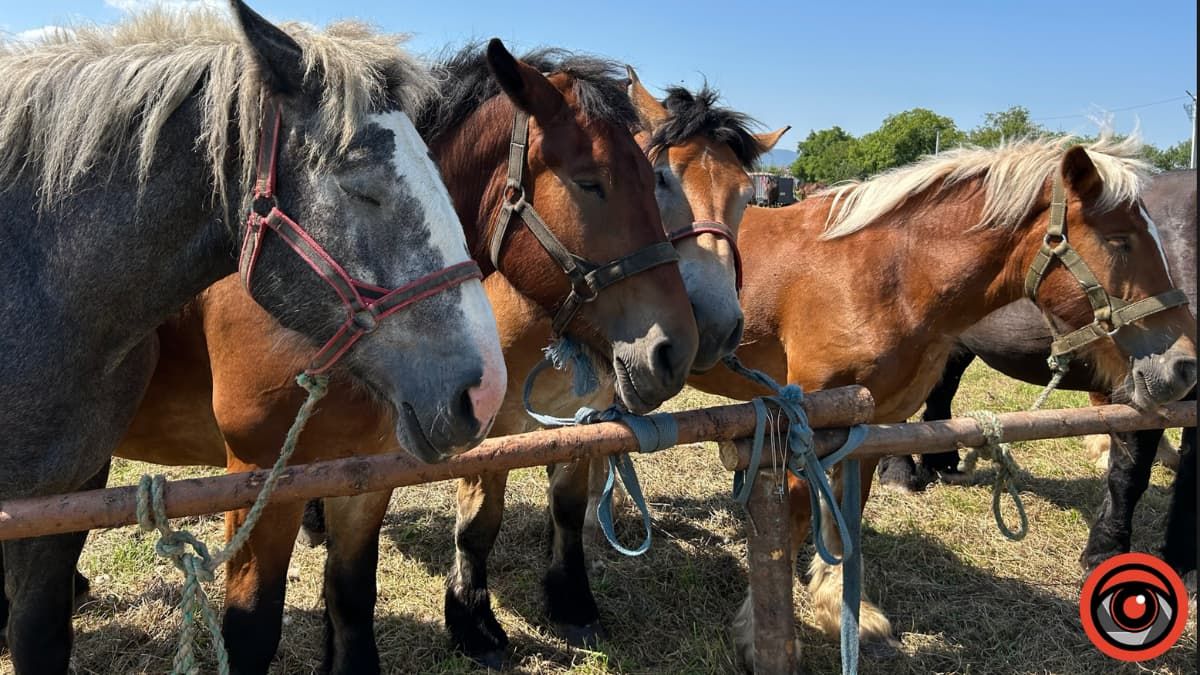 Благодійний фестиваль «Оґир-Фест» на Косівщині зібрав понад 145 тисяч гривень для ЗСУ