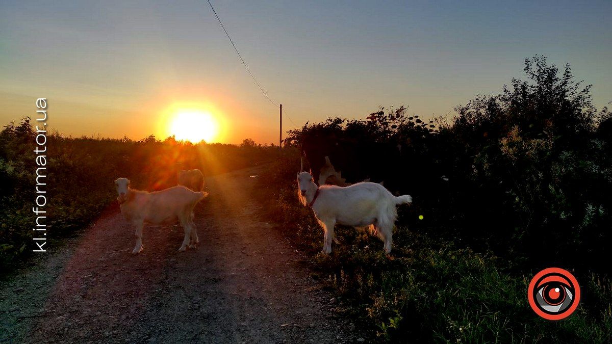 Влада Коломиї роздала понад 1 млн власникам корів, коней, кіз, свиней та бджіл