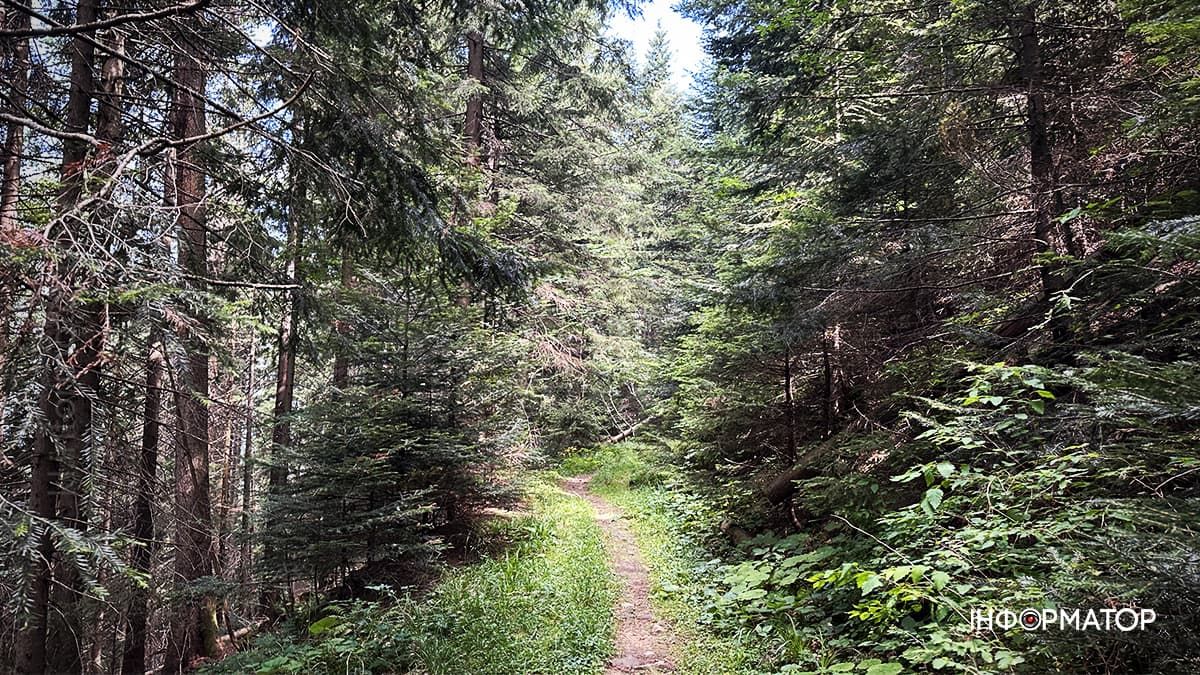 Літні Карпати у всій красі: фоторепортаж з гір 7