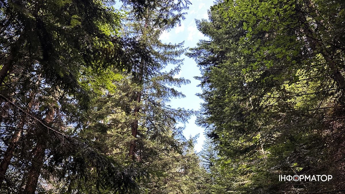 Літні Карпати у всій красі: фоторепортаж з гір 8