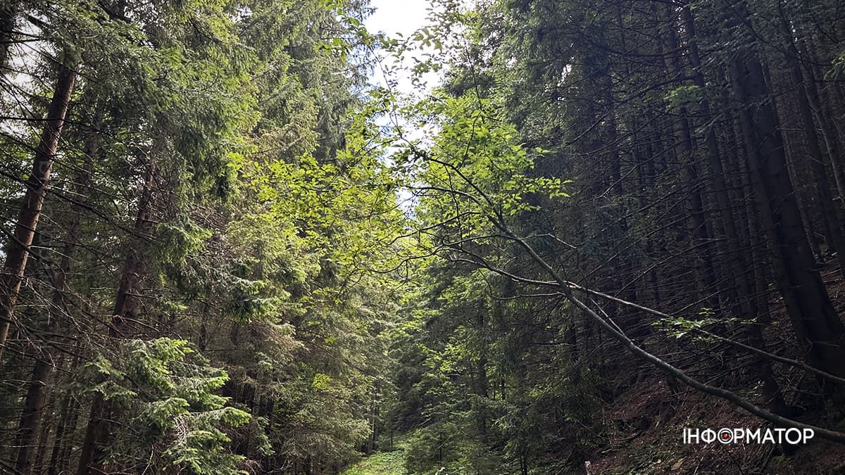 Літні Карпати у всій красі: фоторепортаж з гір 14