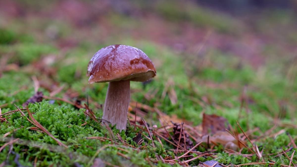 Гриби-гіганти: де шукати найбільші білі гриби в Україні