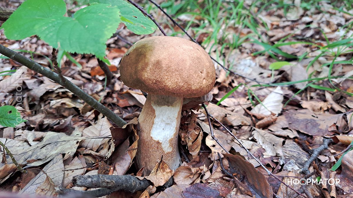 Тихе полювання на Коломийщині: фоторепортаж дарів лісу