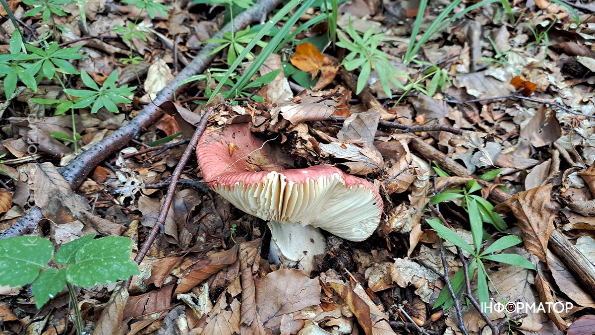 Тихе полювання на Коломийщині: фоторепортаж дарів лісу 11