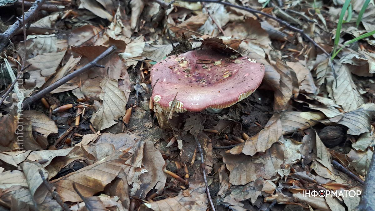 Тихе полювання на Коломийщині: фоторепортаж дарів лісу 10