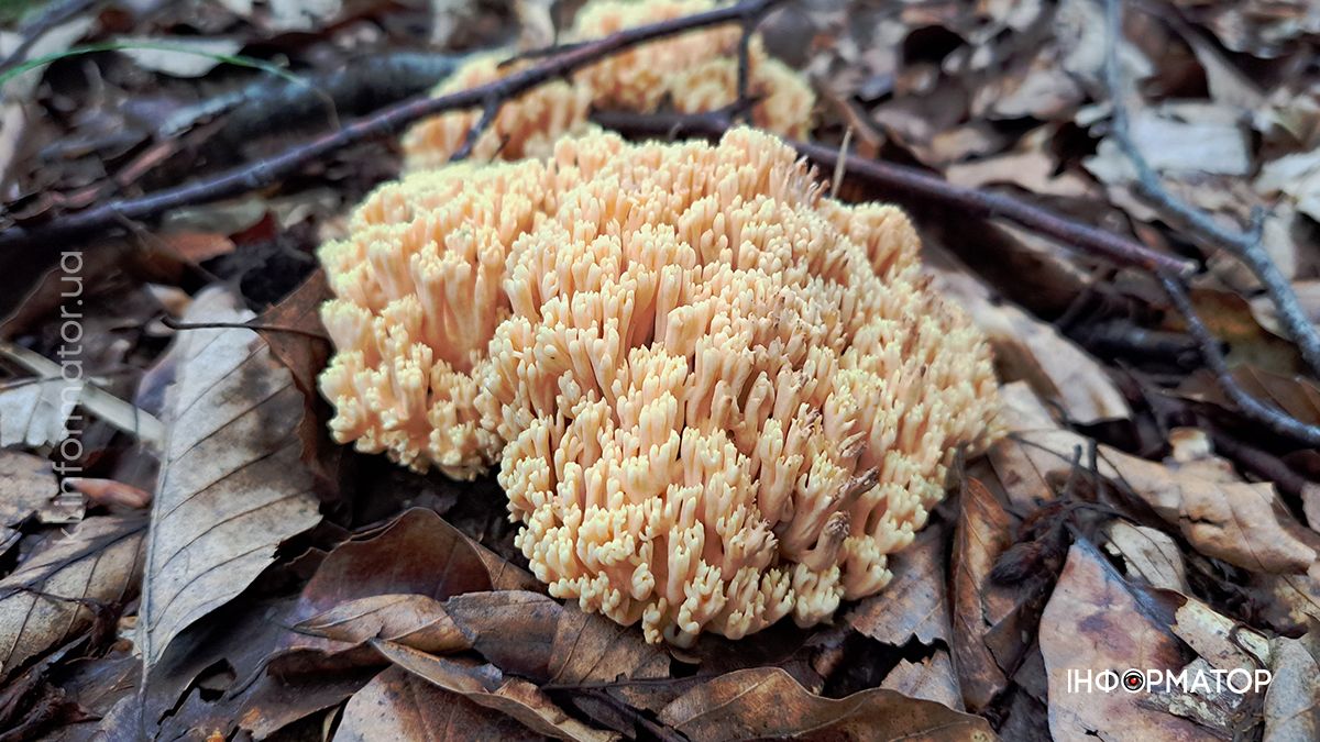 Тихе полювання на Коломийщині: фоторепортаж дарів лісу 1