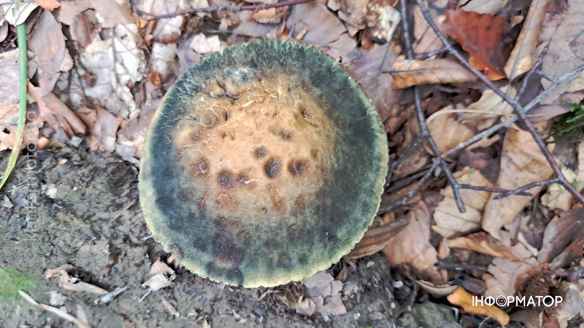 Тихе полювання на Коломийщині: фоторепортаж дарів лісу 2