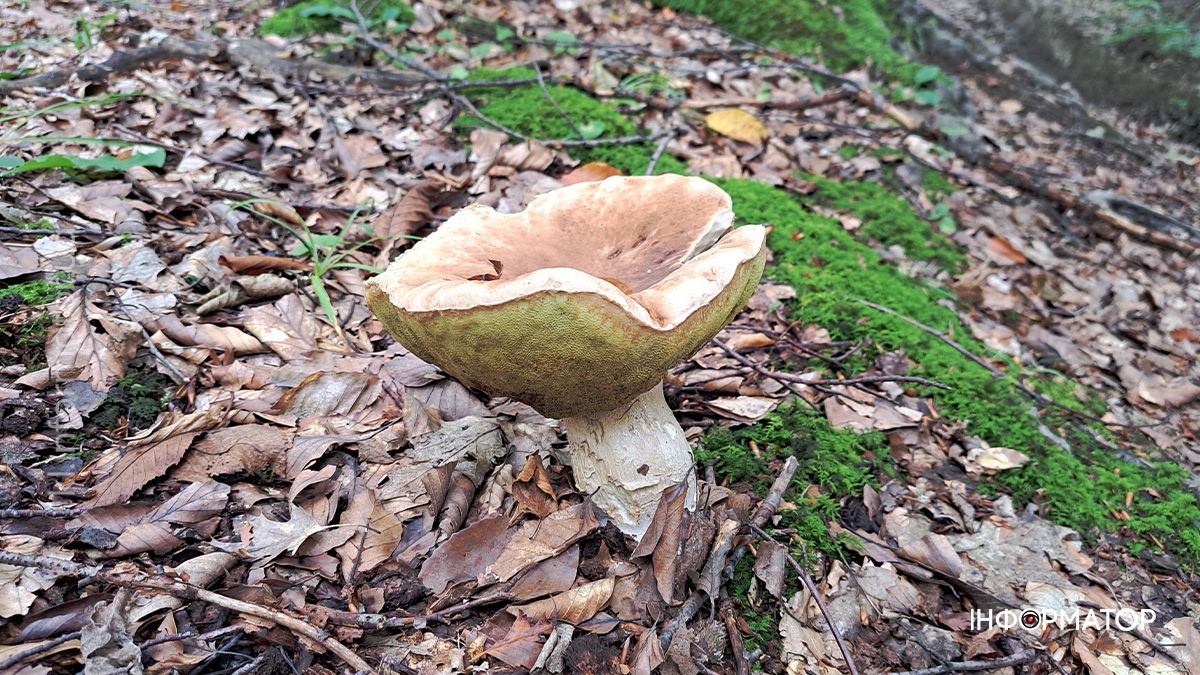 Тихе полювання на Коломийщині: фоторепортаж дарів лісу 12