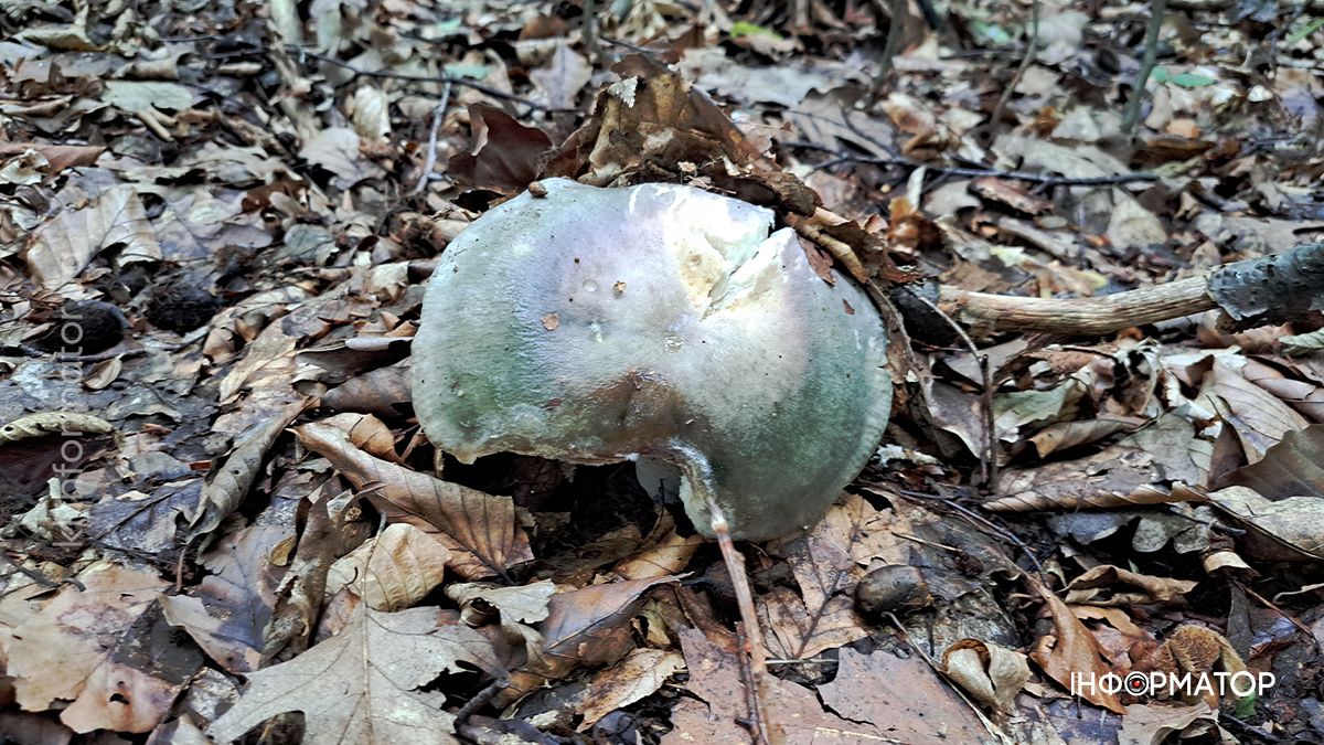 Тихе полювання на Коломийщині: фоторепортаж дарів лісу 7