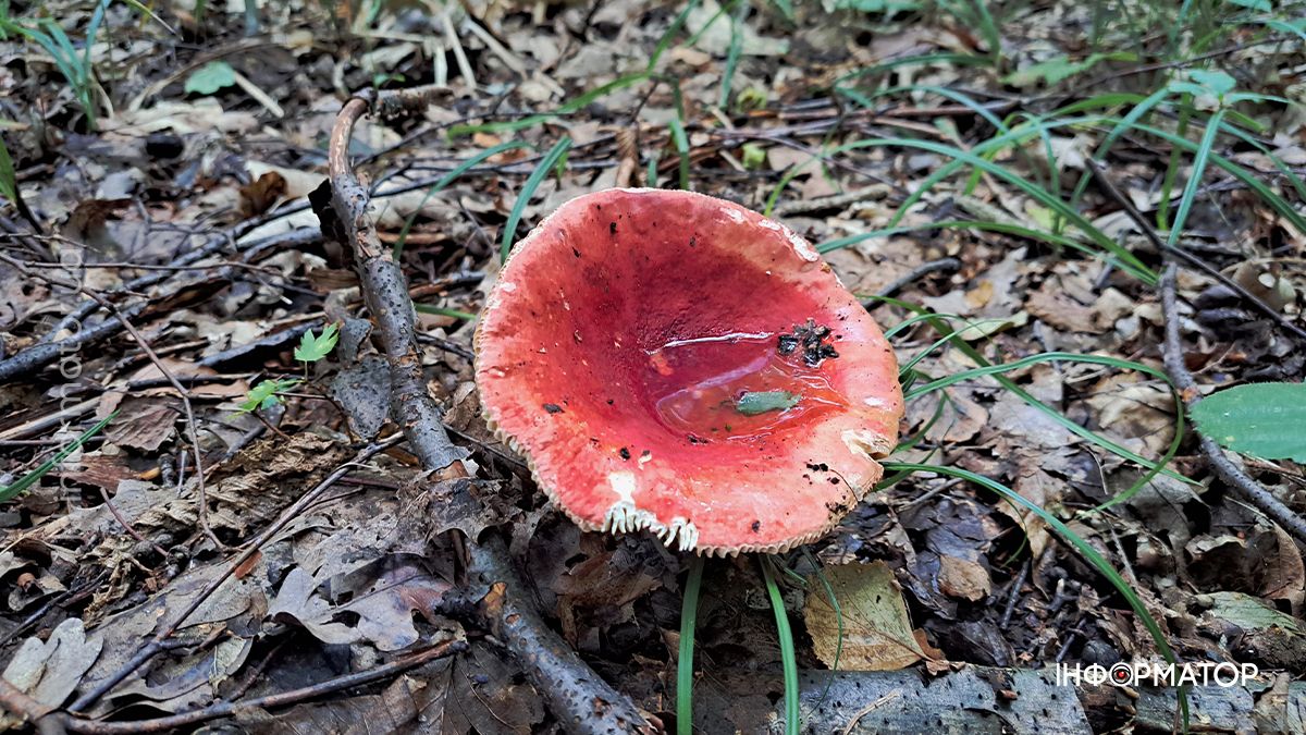 Тихе полювання на Коломийщині: фоторепортаж дарів лісу 9