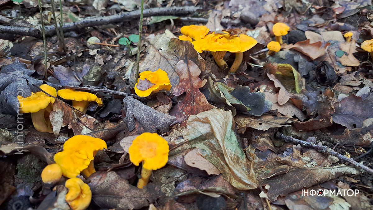 Тихе полювання на Коломийщині: фоторепортаж дарів лісу 3